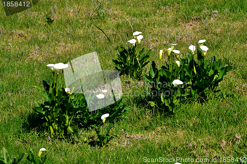 Image of White arum lily