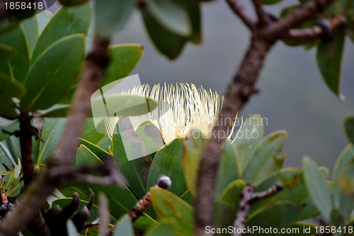 Image of Snow White Protea