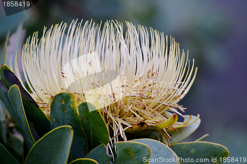 Image of Snow White Protea