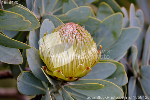 Image of Snow White Protea