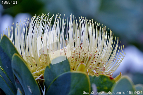 Image of Snow White Protea