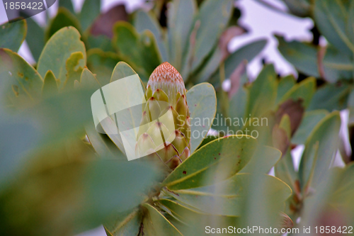 Image of Snow White Protea