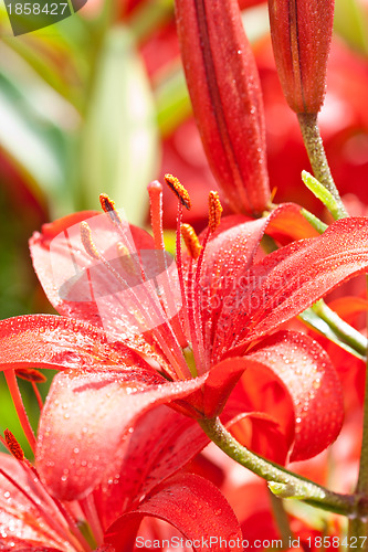 Image of red lilly flowers