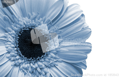 Image of Blue flower