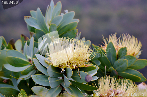 Image of Snow White Protea