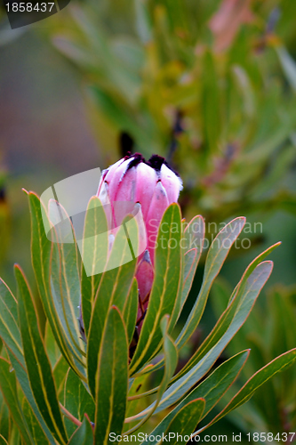 Image of Protea blossom