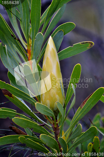 Image of Snow White Protea