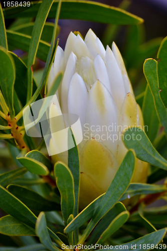 Image of Snow White Protea