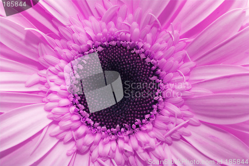 Image of Pink flower