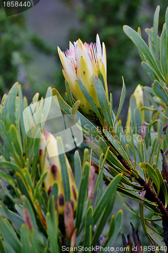 Image of Snow White Protea