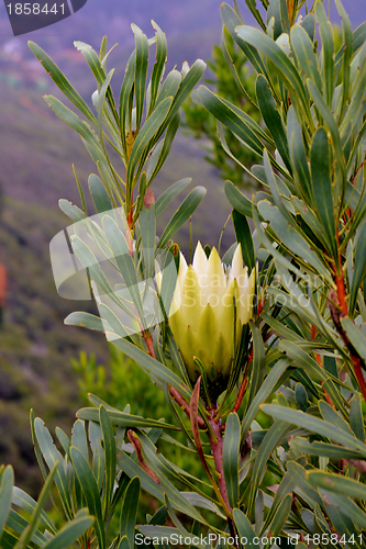 Image of Snow White Protea