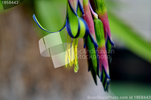 Image of Billbergia nutans Queen's tears