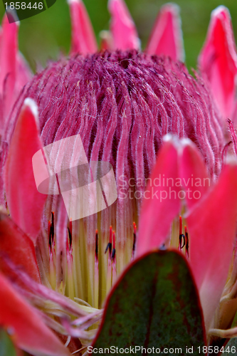 Image of Protea blossom