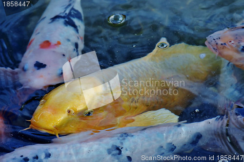 Image of Golden Koi