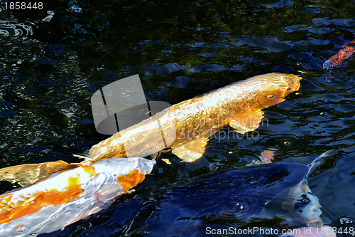 Image of Golden Koi