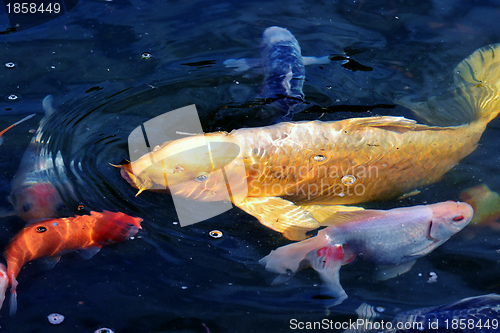 Image of Golden Koi