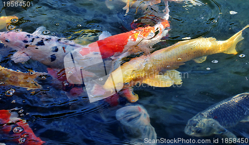 Image of Golden Koi