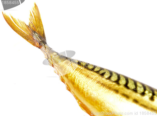 Image of fish tail