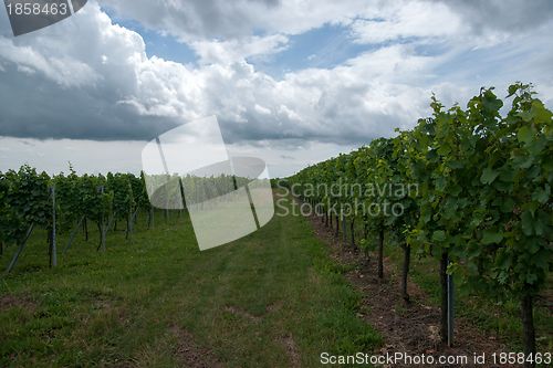 Image of Alsace landscape and vinewyard