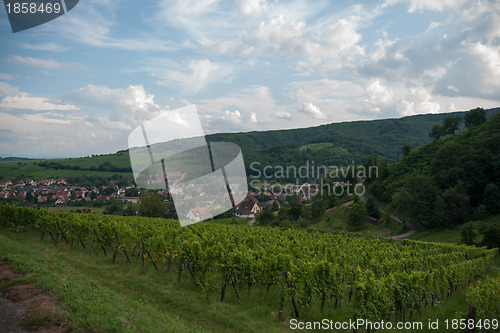 Image of Alsace landscape and vinewyard
