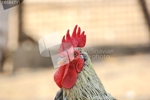 Image of colorful rooster