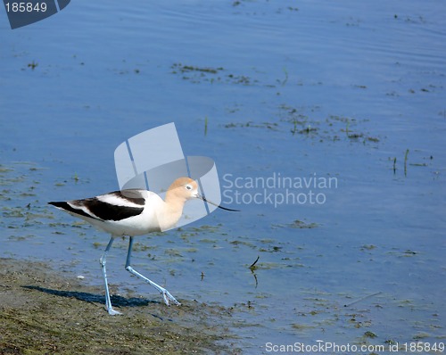 Image of American Avocet with Room for Text