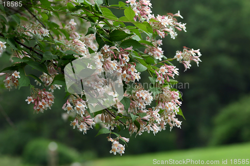 Image of Branch with flowers