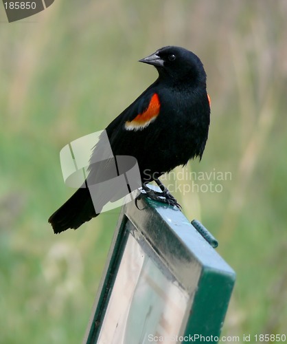 Image of Red-winged blackbird on sign.
