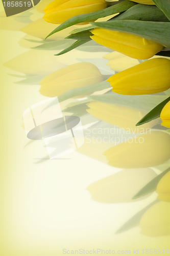 Image of Yellow tulips