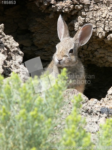 Image of Bunny