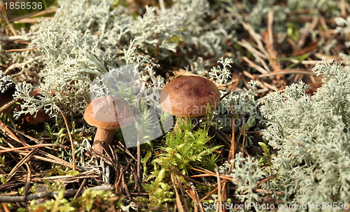 Image of Edible Mushroom