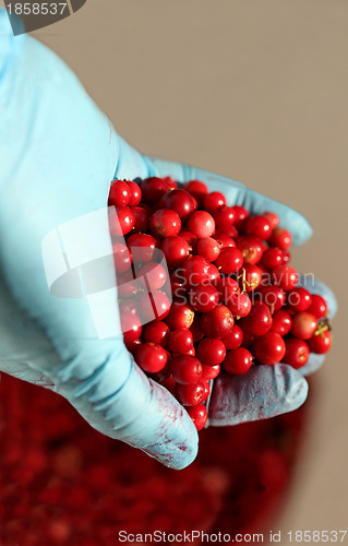 Image of Red bilberry in hand