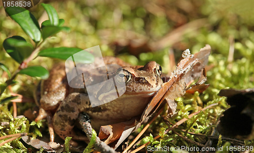 Image of toad 