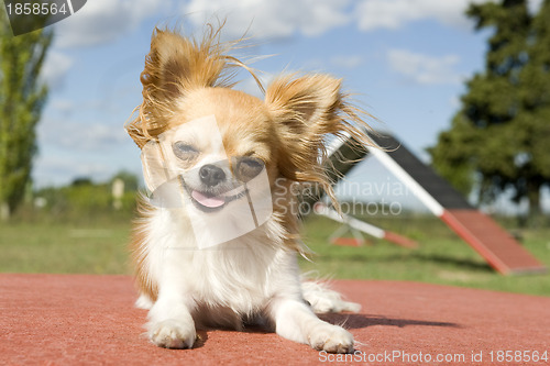 Image of chihuahua