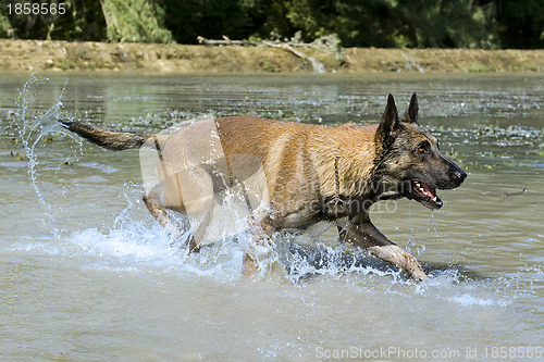 Image of malinois in the river