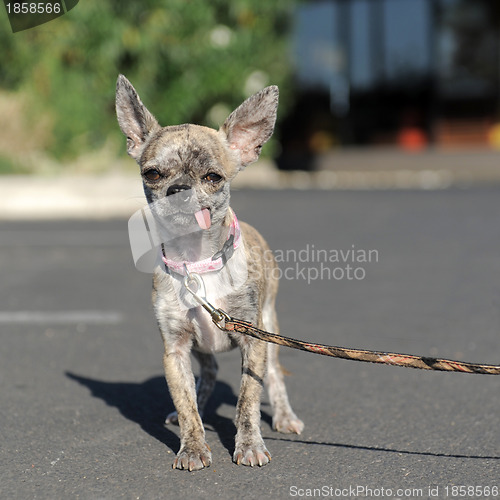 Image of chihuahua in the street