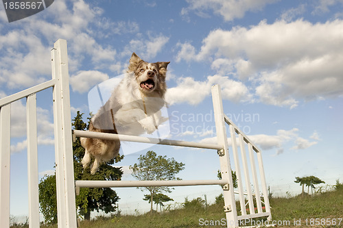 Image of jumping  border collie