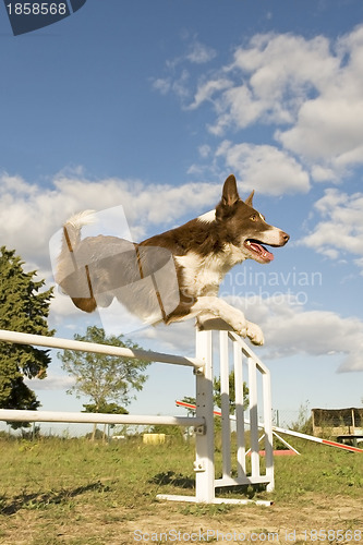 Image of jumping  border collie