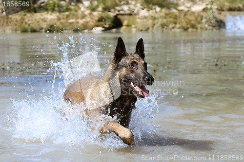 Image of malinois in the river