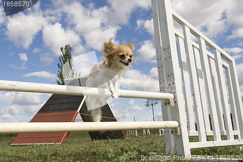 Image of jumping chihuahua