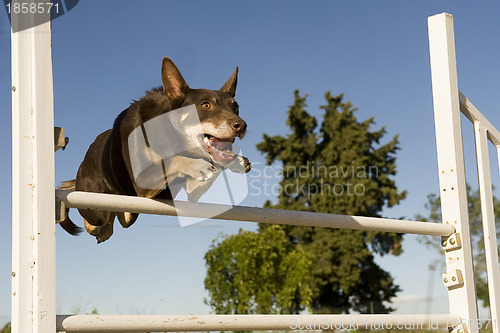 Image of kelpie in agility