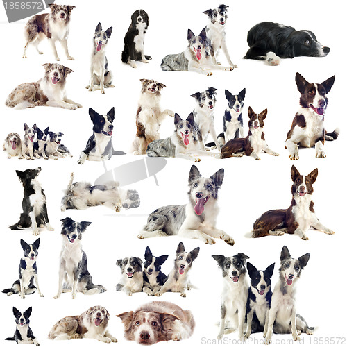 Image of border collies