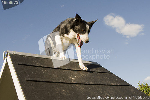 Image of jumping  border collie