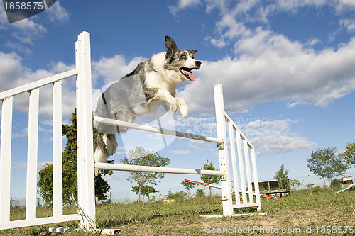 Image of jumping  border collie