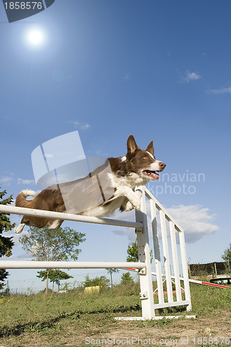 Image of jumping  border collie