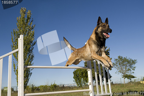 Image of jumping malinois
