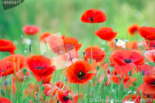 Image of  red poppy 