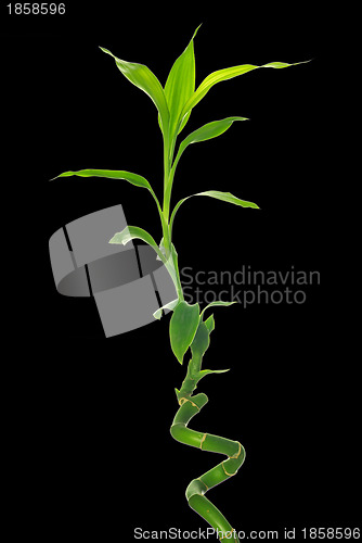 Image of  bamboo 
