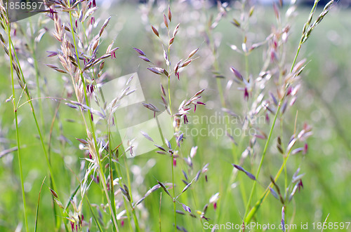 Image of  green grass