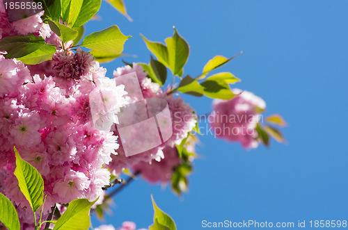 Image of   flowers    